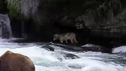 wolf-hunting-salmon-at-brooks-falls