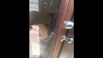 Pit Bull Unlocks Door For Owners - Funny Animals Channel