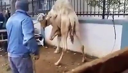 BEAUTIFUL CAMEL QURBANI IN ITLY
