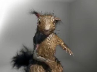 К Вам Пришла Адская белочка. Супер видео!