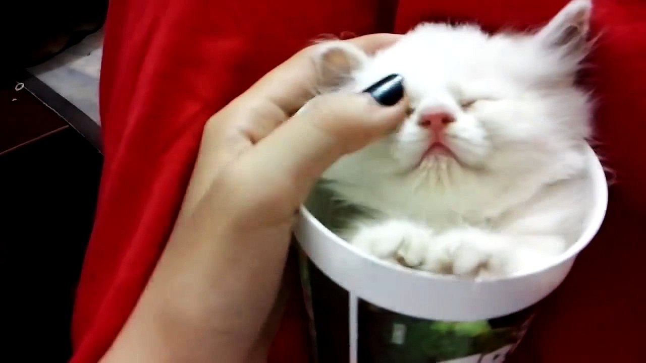 Watch Cats In Action