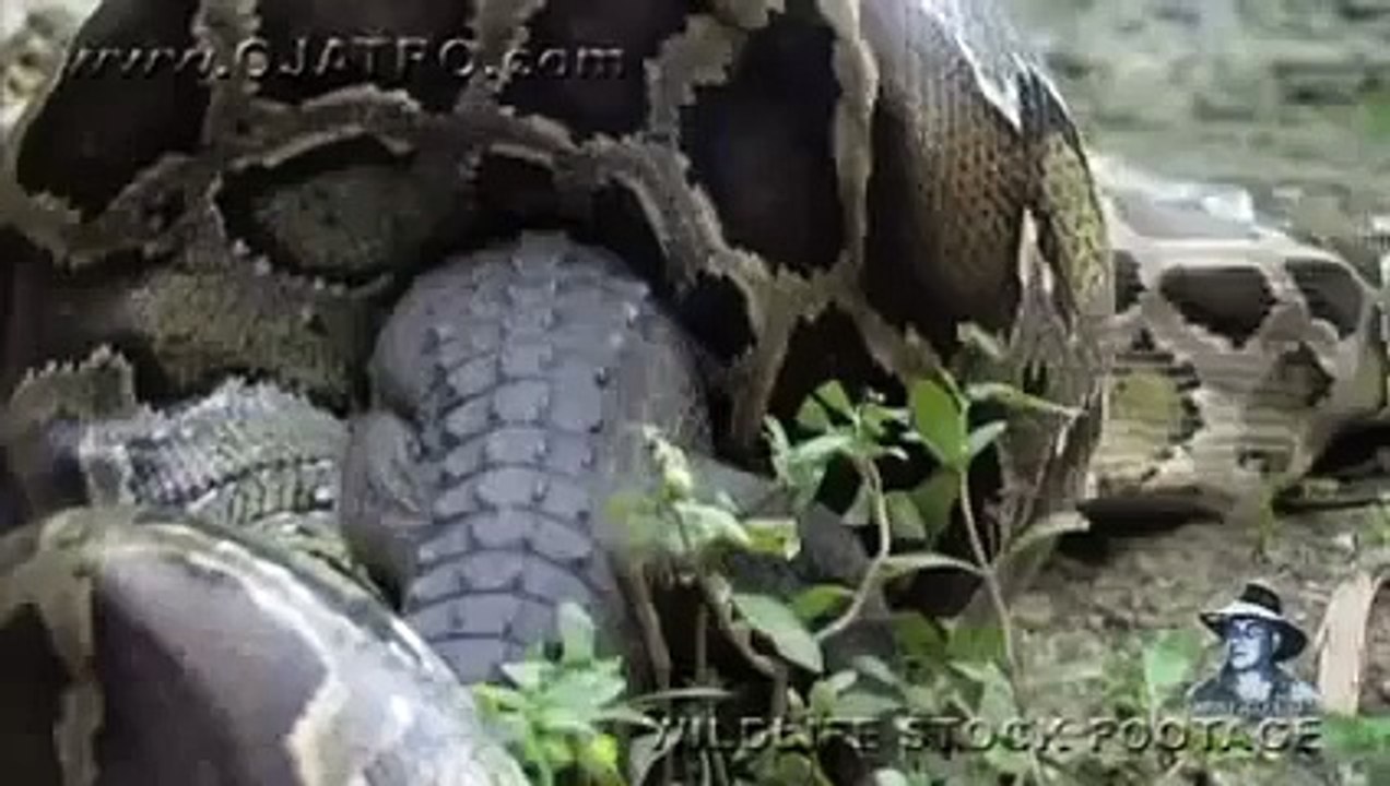 Fight between anaconda and alligator captured on tape
