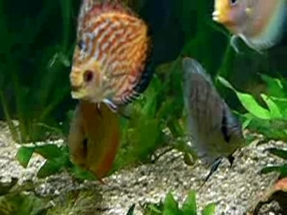 Discus 032