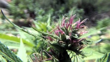 JAMAICA CANNABIS 2015 Weed, Marijuana, Ganja (Full Documentary HD)