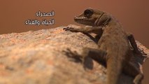 Amouddou TV 120 Le desert vivant أمودّو / الصحراء، الحياة والفنا