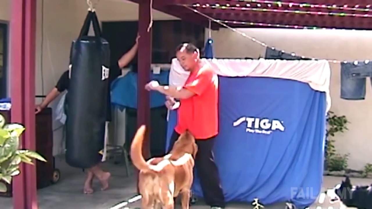 Ultimate Funny Dogs Compilation by FailArmy