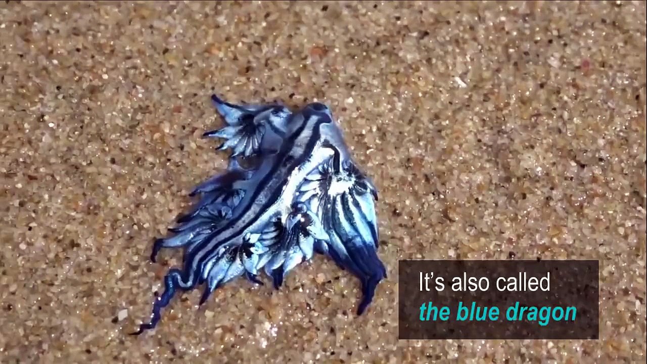 BLUE DRAGON