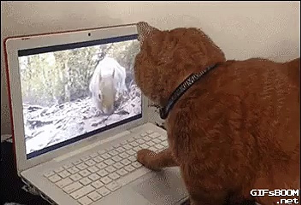 Funny Cat Prank