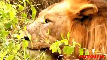Dreadful Fight Observed Between Lion and Anaconda