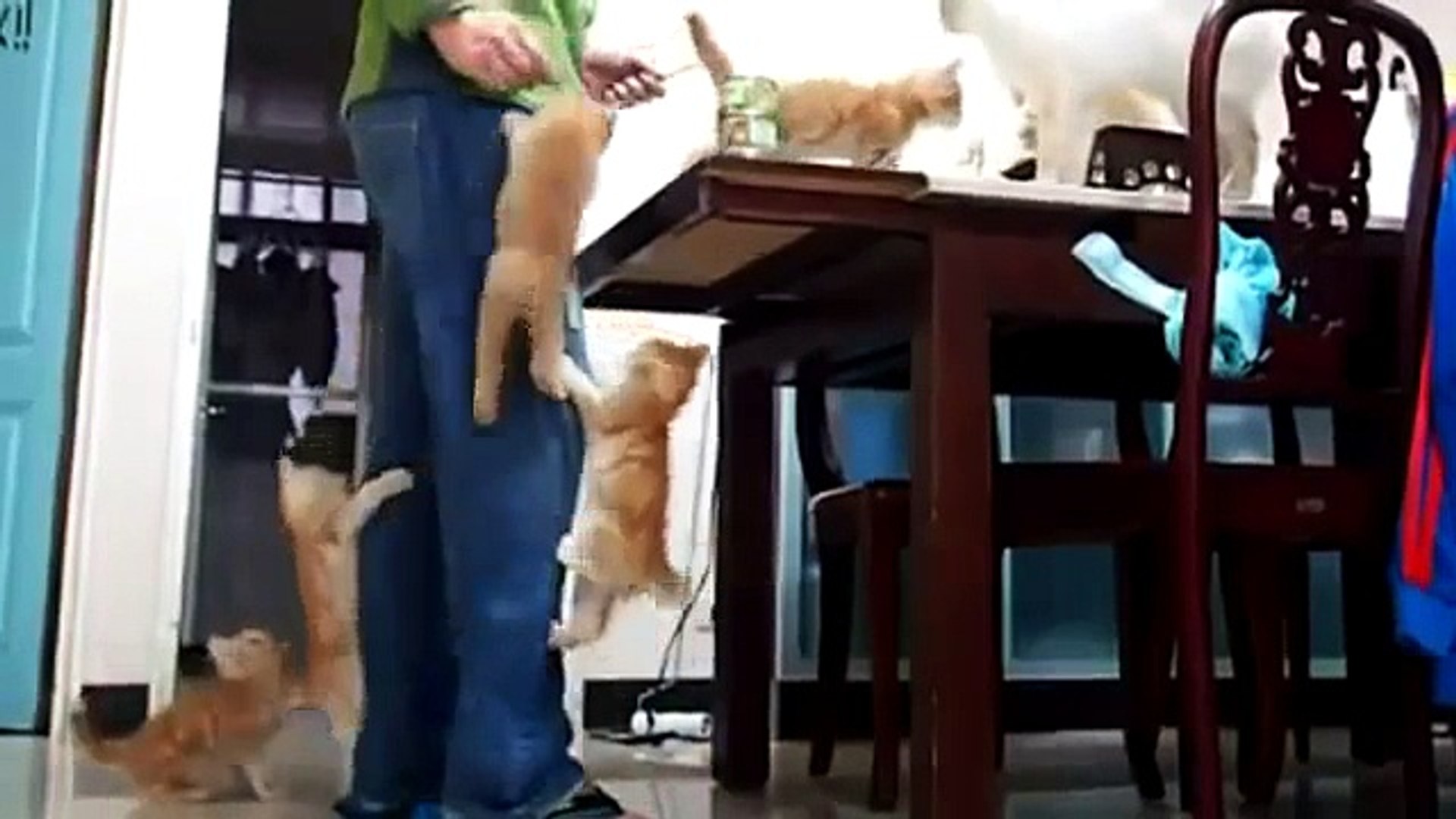 ⁣Top Нарезка Супер Приколов с Кошками! Ржач до упада!