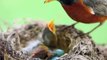 Mother bird feeding worms to cute baby Robin.
