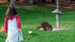 RACOON Two Kids Stop the Raccoons from Bird Feeder Food Fun Kids Videos with Racoon cute raccoon