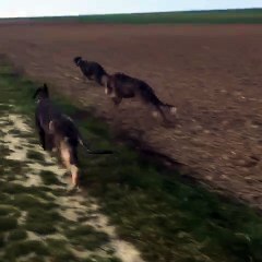 Course dans les champs Ozzi Oughtiv Hilltown Jenkinstown