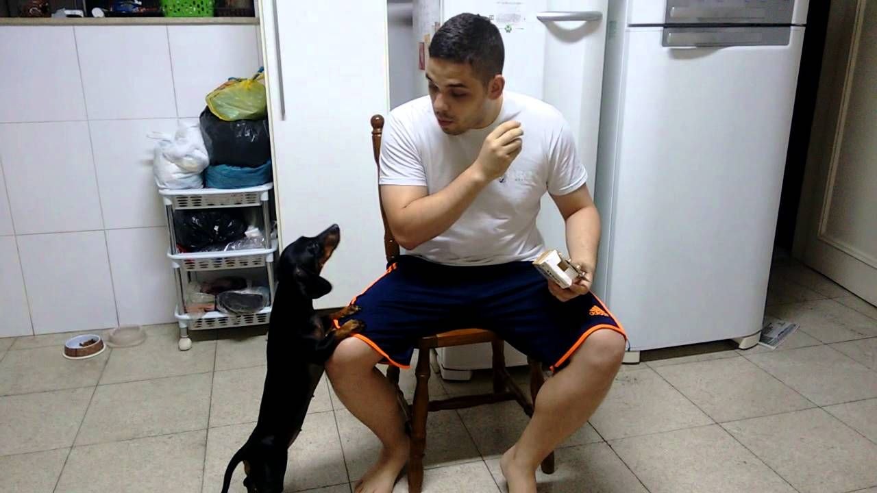 Une technique pour donner des médicaments à un chien