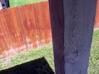 Barn Swallows reactions towards imitated mother's sound