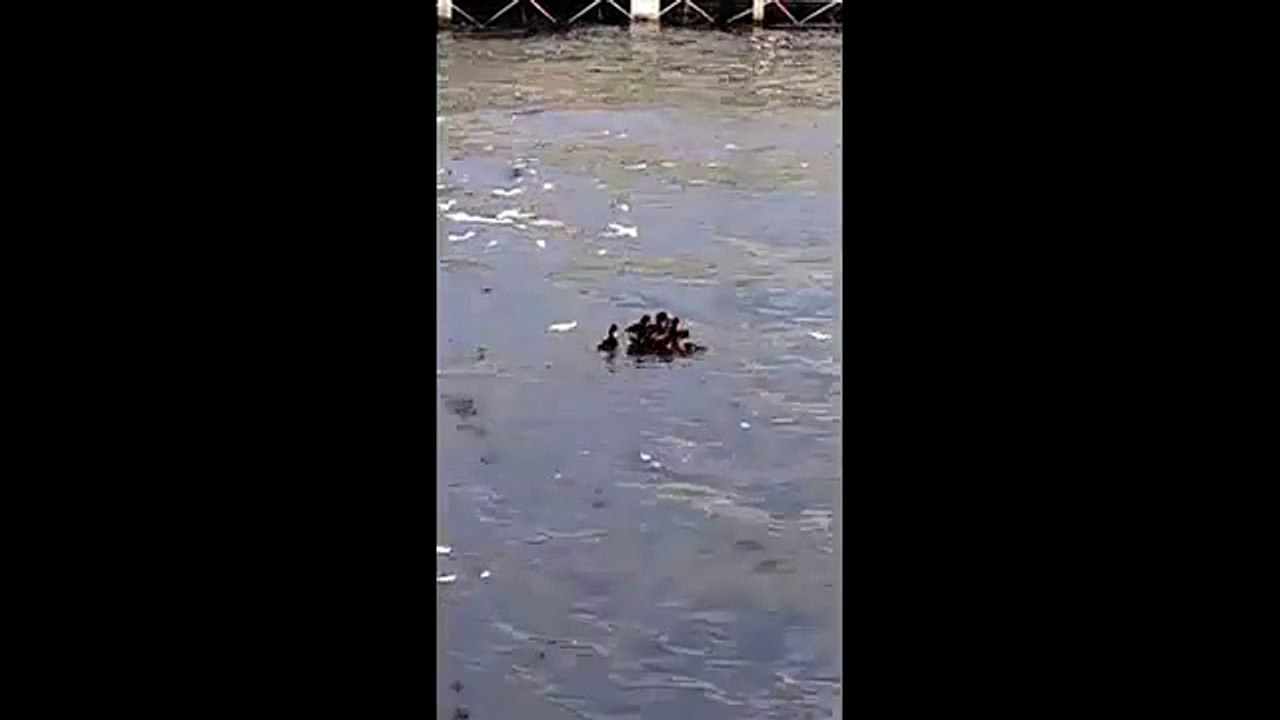Coolest Pike Attack Baby Duck