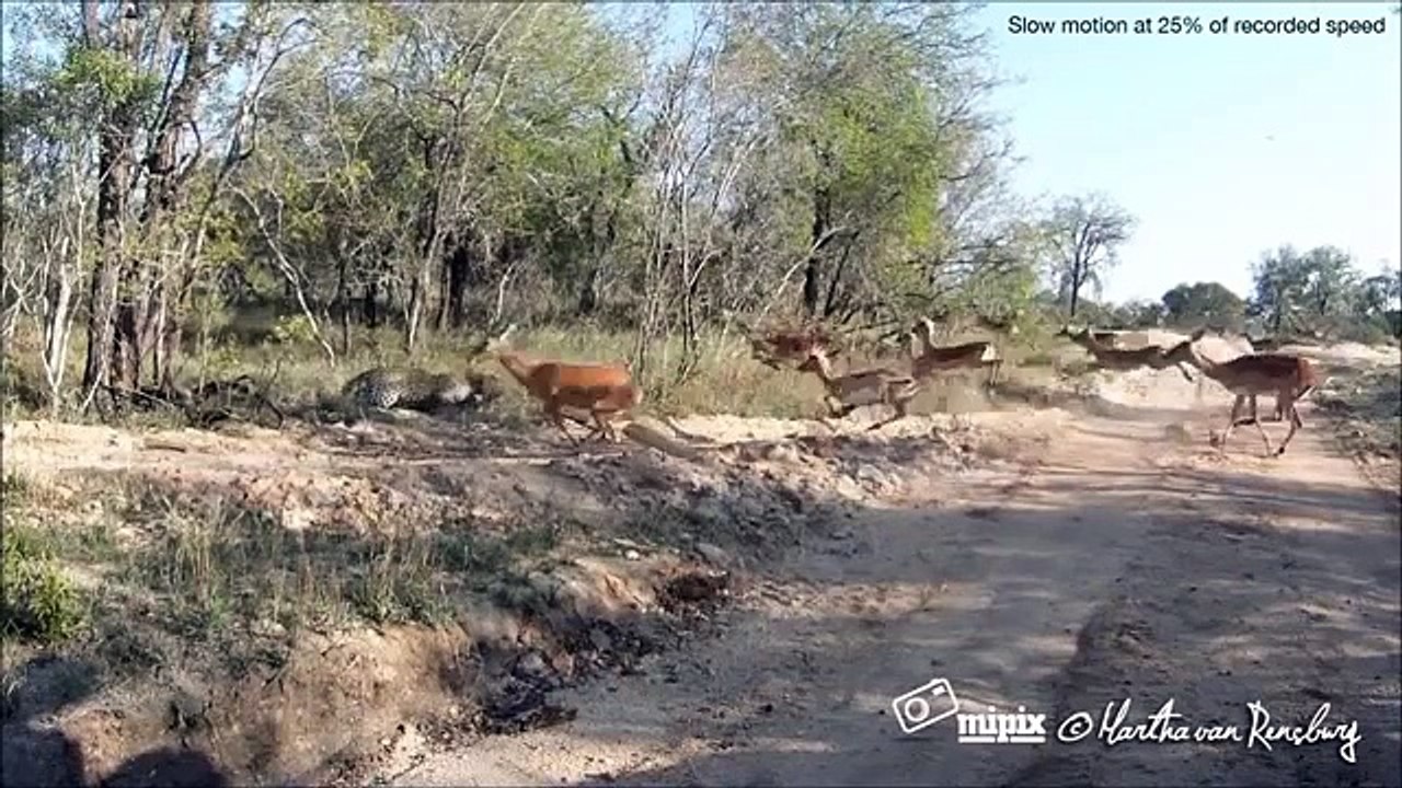 Leopard Kills Impala In Mid-Air- Unbelievable Video Never Before Seen