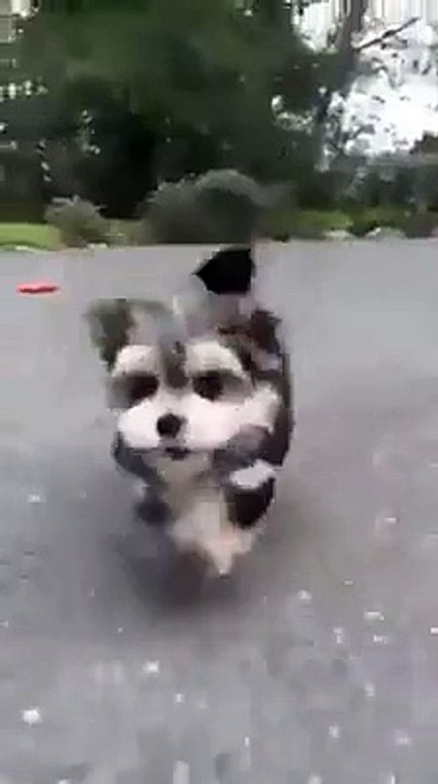 Probably the cutest thing you'll see today!