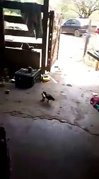 bu civciv ne içmiş