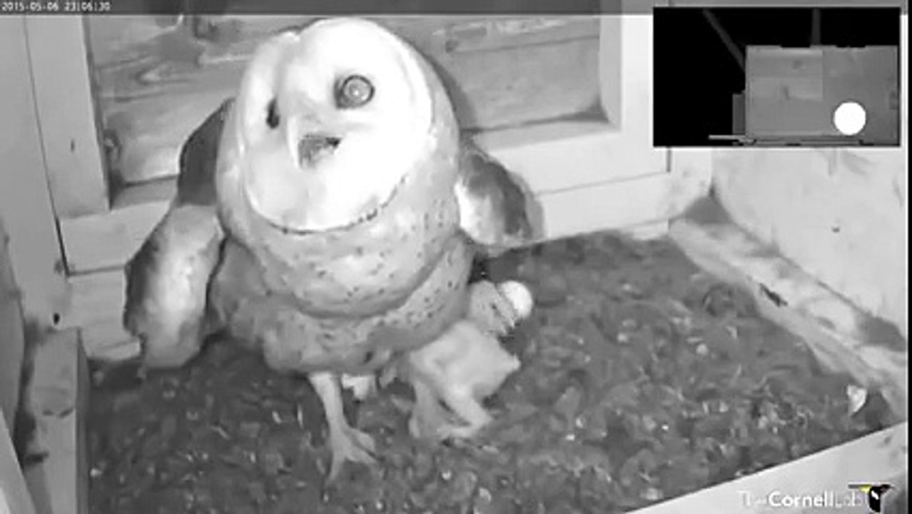 Mamá Buho se defiende de ataque de una serpiente contra sus crías.