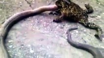 çılgın kurbağa / crazy frog