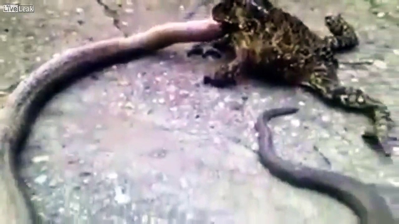 çılgın kurbağa / crazy frog