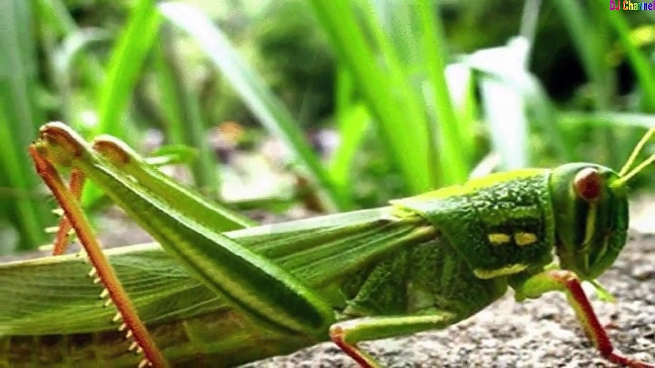 Con cào cào - Nhạc thiếu nhi vui nhộn hay nhất