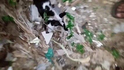 Anak Kucing Mati Ketabrak Mobil