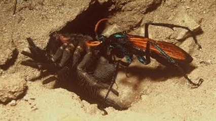 Os mais perigosos - Apetites assassinos