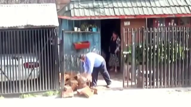 Вот это прикол !Собака помогает носить дрова в дом