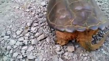 Liselinin Kaplumbağa ile İmtihanı