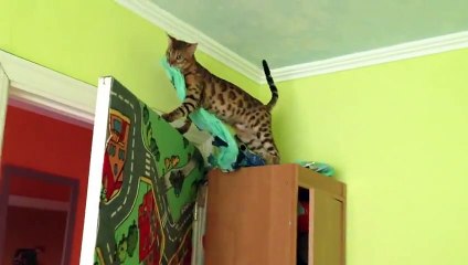 Смешной красивый кот не может сообразить