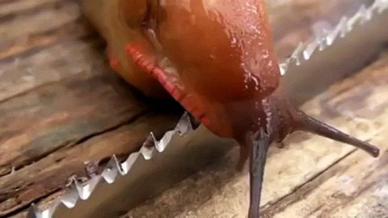 Dünyanın En Keskin Bıçağı Üzerinden Sümüklü Böcek Geçerse