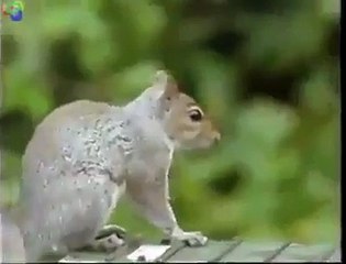 SİNCAP GÖREVİMİZ TEHLİKE FİLMİNDE OYNARSA - YEDİBAHAR