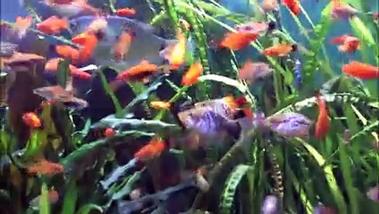Mon aquarium