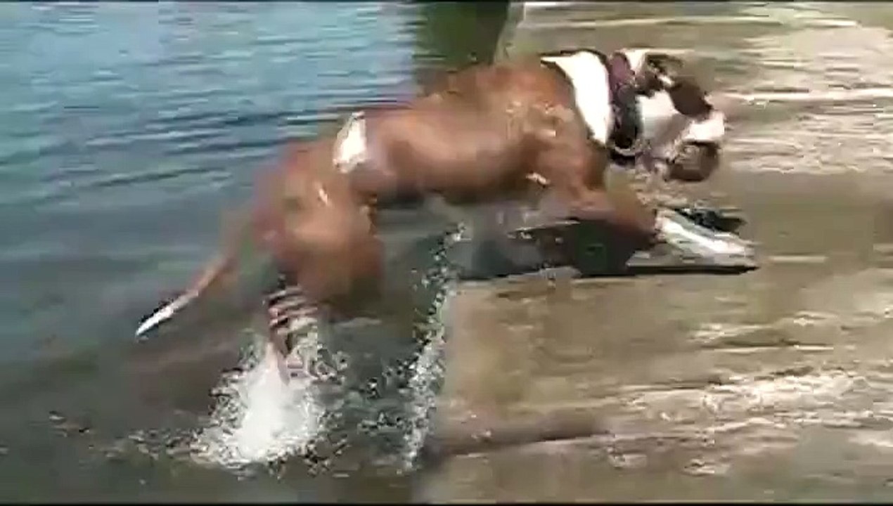 köpekler de aptal olabiliyormuş (çok komik _D)