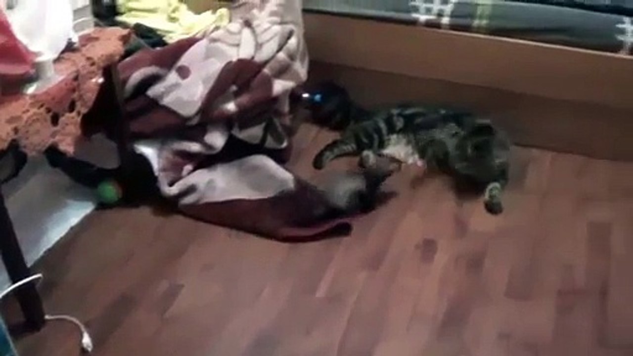 Смешной хорек любит мейн куна!