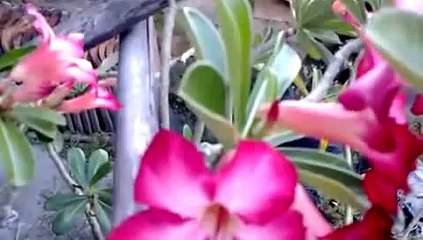 New Funny Animals - Funny Cats - Funny Dogs - Funny Animals Videos Compilation 2014