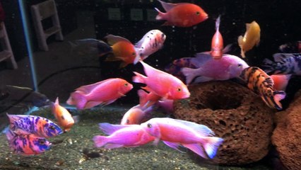 FIrefish strawberry and OB Peacock - African Cichlids