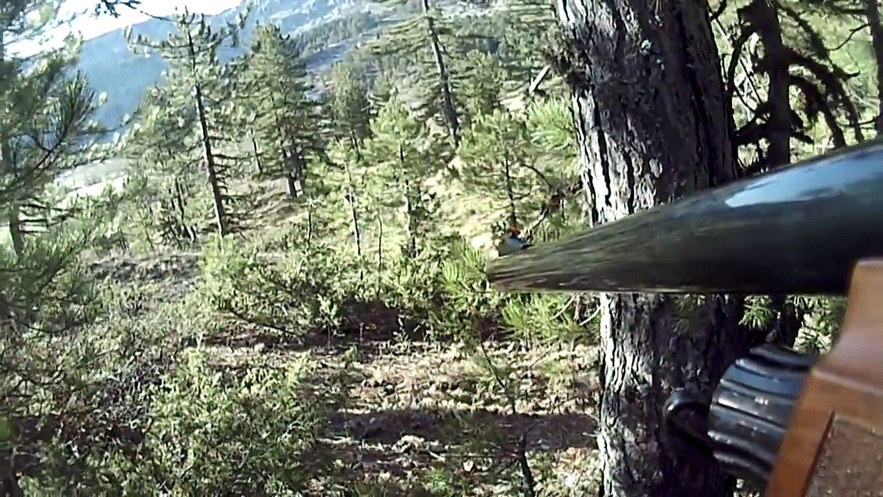 Puanter & Drahthaar Çulluk Avları Woodcock