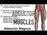 Adductor Muscles - Origins, Insertions & Actions