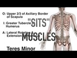 SITS Muscles - Origins, Insertions & Actions