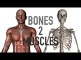 Bones 2 Muscles