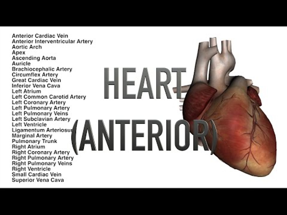 Heart - Quiz