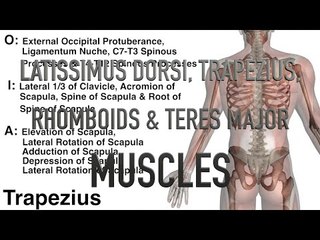 Latissimus Dorsi, Trapezius, Rhomboids & Teres Major - Origins, Insertions & Actions