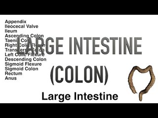 Large Intestine - Colon - Quiz