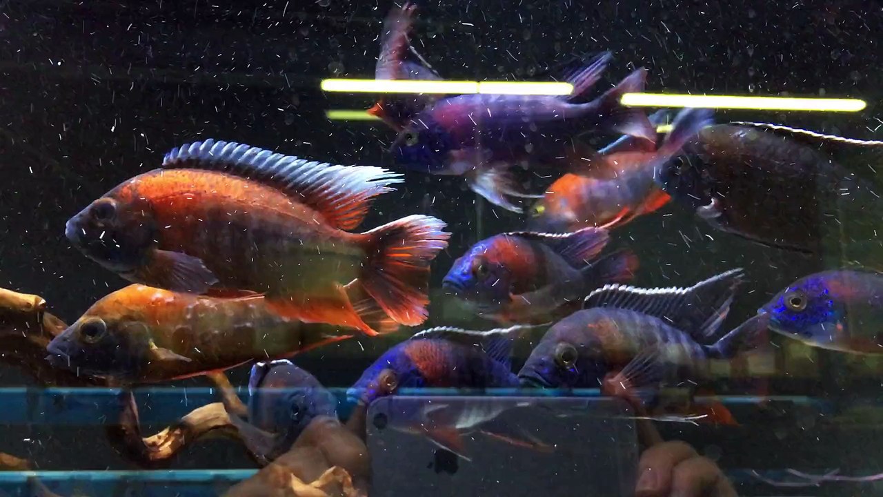 Eureka RED and  Red Shoulder Aulonocara - African Cichlids