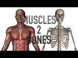 Muscles 2 Bones