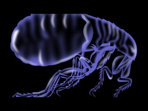 Massage Therapy and Lyme Disease - Research Perch