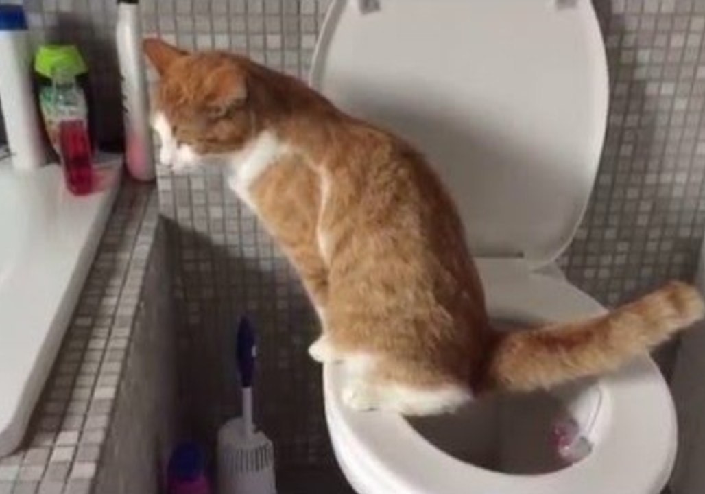 No Litterbox Required for This Clever Cat video Dailymotion